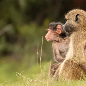 Baboons, Botswana, Chobe, Mamals