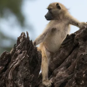 Baboons, Botswana, Chobe