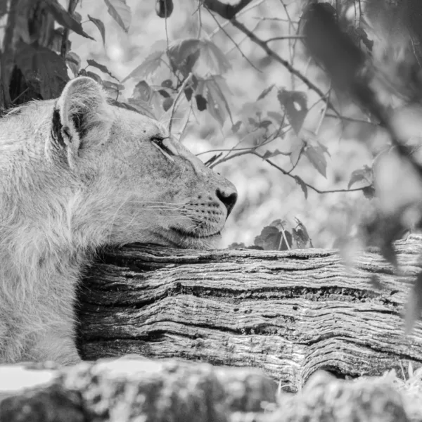 Black & White, Botswana, Chobe, Lions, Mamals