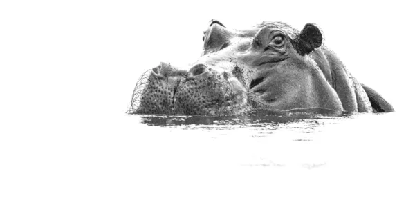 Botswana, Chobe, Hippo, Mamals, Nilpferd