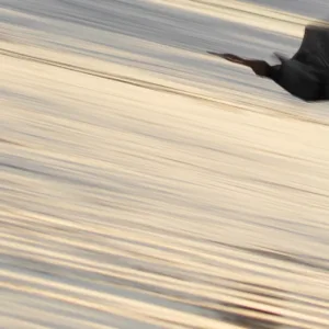 African Darter, Botswana, Chobe, Panning, Vögel