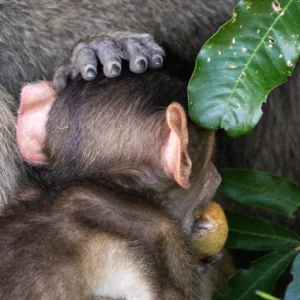 Baboons, Babys, Botswana, Chobe