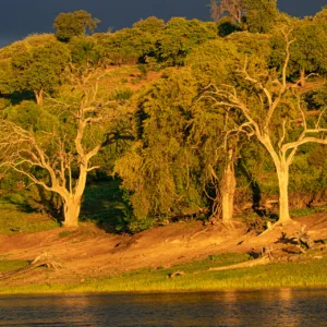 Botswana, Chobe, Landscape, Trees