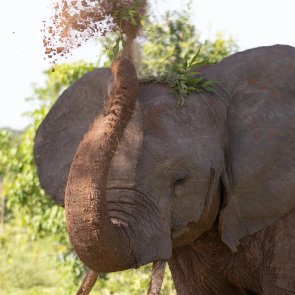 Botswana, Chobe, Elephants, Mamals