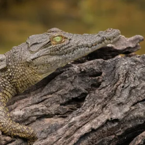 Botswana, Chobe, Crocodile