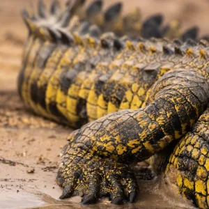 Botswana, Chobe, Crocodile