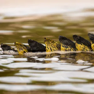 Botswana, Chobe, Crocodile