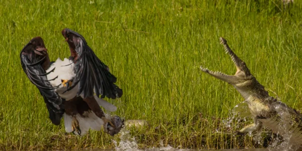 Botswana, Chobe, Crocodile, Fish Eagle, Food Battle