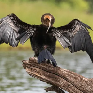 African Darter, Botswana, Chobe, Vögel