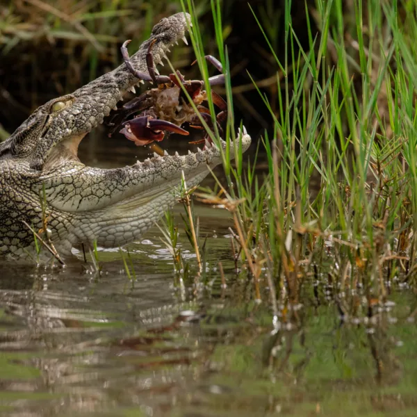 Botswana, Chobe, Crab, Crocodile, eating