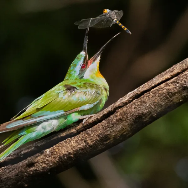 African Skimmer, Bee-eater, Botswana, Chobe, Eating Dragonfly, Vögel