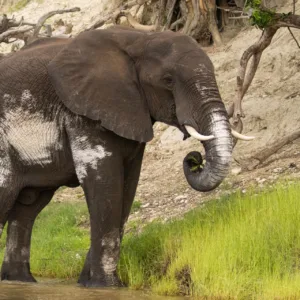 Botswana, Chobe, Elephants, Mamals