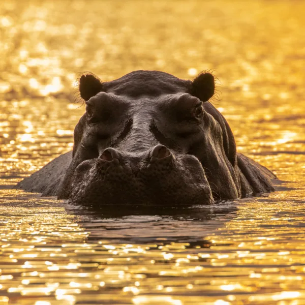 Botswana, Chobe, Golden Light, Hippo, Mamals, Nilpferd