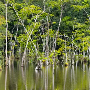 Costa Rica, on the way to Rio San Carlos/Maquenque Eco Lodge