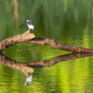 Birds, Costa Rica, Kingfisher