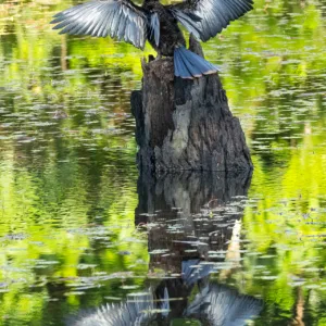 Ahinga, Birds, Costa Rica