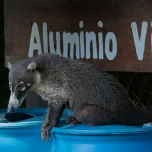 Costa Rica, White-nosed Coati