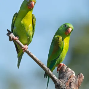 Birds, Costa Rica, Orange-chinned parakeet