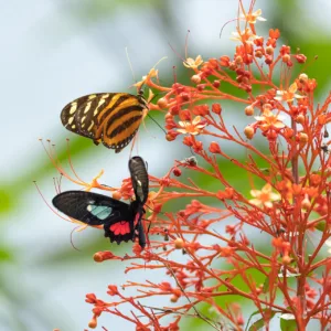 Butterfly, Costa Rica, Crimson-patched longwing, Monarch