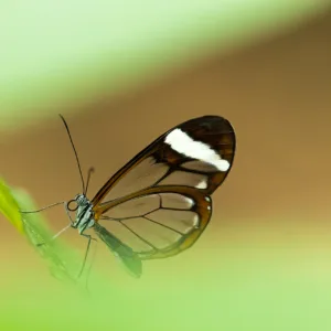 Butterfly, Costa Rica, Darkend rusty clearwing