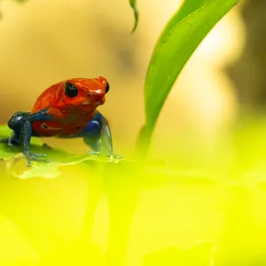 Costa Rica, Frogs, Strawberry poison dart frog