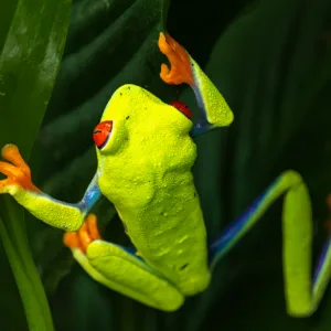 Costa Rica, Frogs, Red-eyed leaf frog