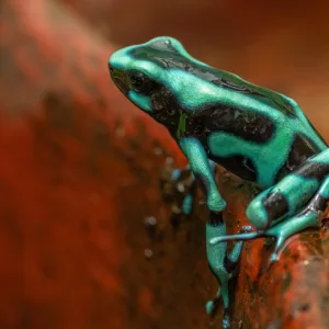 Costa Rica, Frogs, Green and black poison dart frog