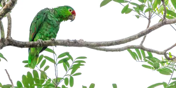 Birds, Costa Rica, Red-lored parrot