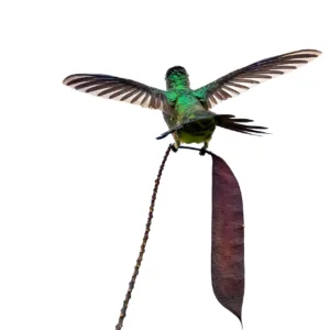 Birds, Colibri, Costa Rica