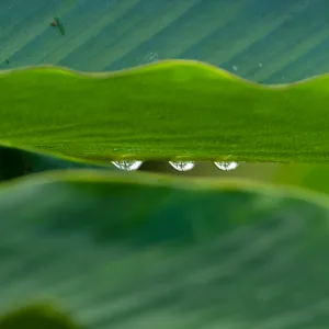 Costa Rica, Monstera, Plant