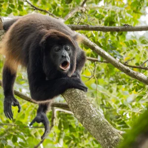 Brüllaffe, Costa Rica, Mantled howler monkey, Monkey