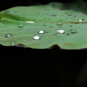 Costa Rica, Leaf, Macaw Lodge, Plant