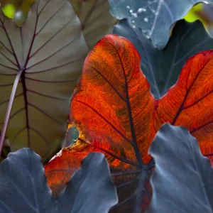 Costa Rica, Leaf, Macaw Lodge, Plant