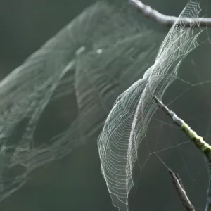 Costa Rica, Macaw Lodge, Spider Web