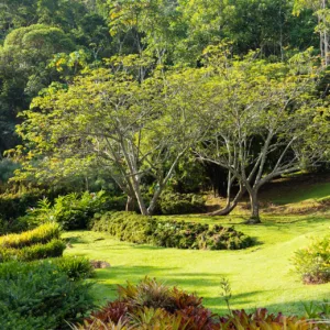 Costa Rica, Landscape, Macaw Lodge