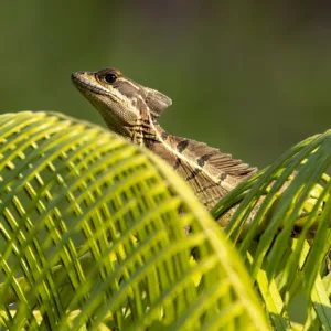 Costa Rica, Jesus Christ Lizard, Macaw Lodge