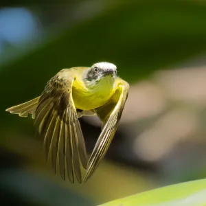 Birds, Costa Rica, Macaw Lodge, White-collared manakin