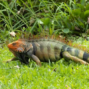 Costa Rica, Leguan, Macaw Lodge