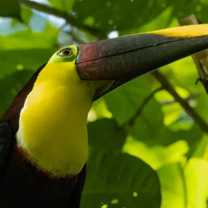 Birds, Campesiono Eco Lodge, Costa Rica, Tucan, Yellow-throated toucan