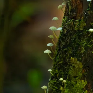 Campesiono Eco Lodge, Costa Rica, mushroom