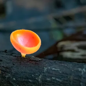 Campesiono Eco Lodge, Costa Rica, mushroom